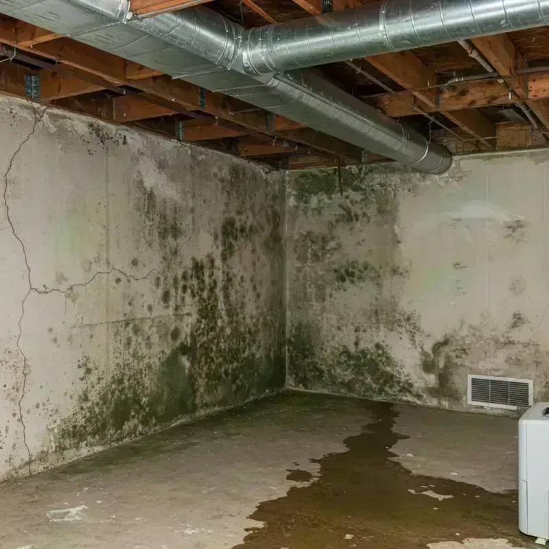 Professional Mold Removal in Barbour County, WV